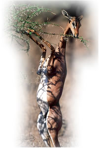 samburu river ewaso nyiro river