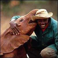 baby elephant orphanage kenya